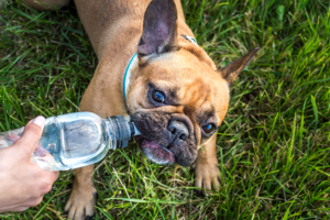 Dog Hydration for Pet Safety in Excessive Heat