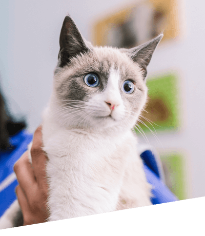 white cat at the vet clinic