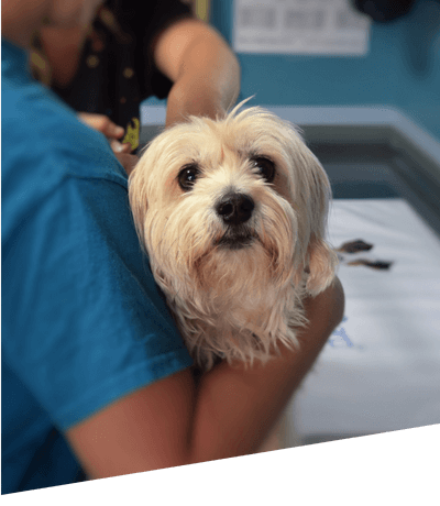 vet comforting havanese small dog