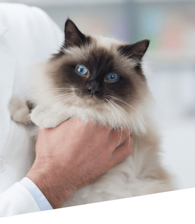 blue eyed cat at the animal clinic