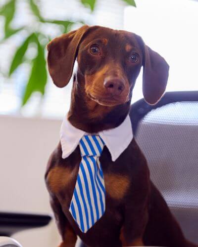 Pet Dachshund Dog wearing striped blue tie