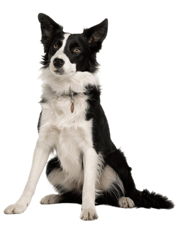 Border Collie dog  standing 