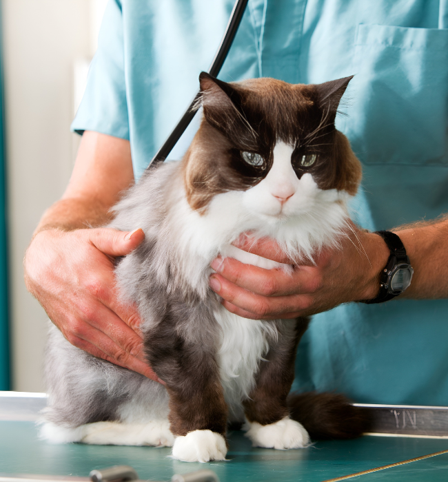 a person holding a cat