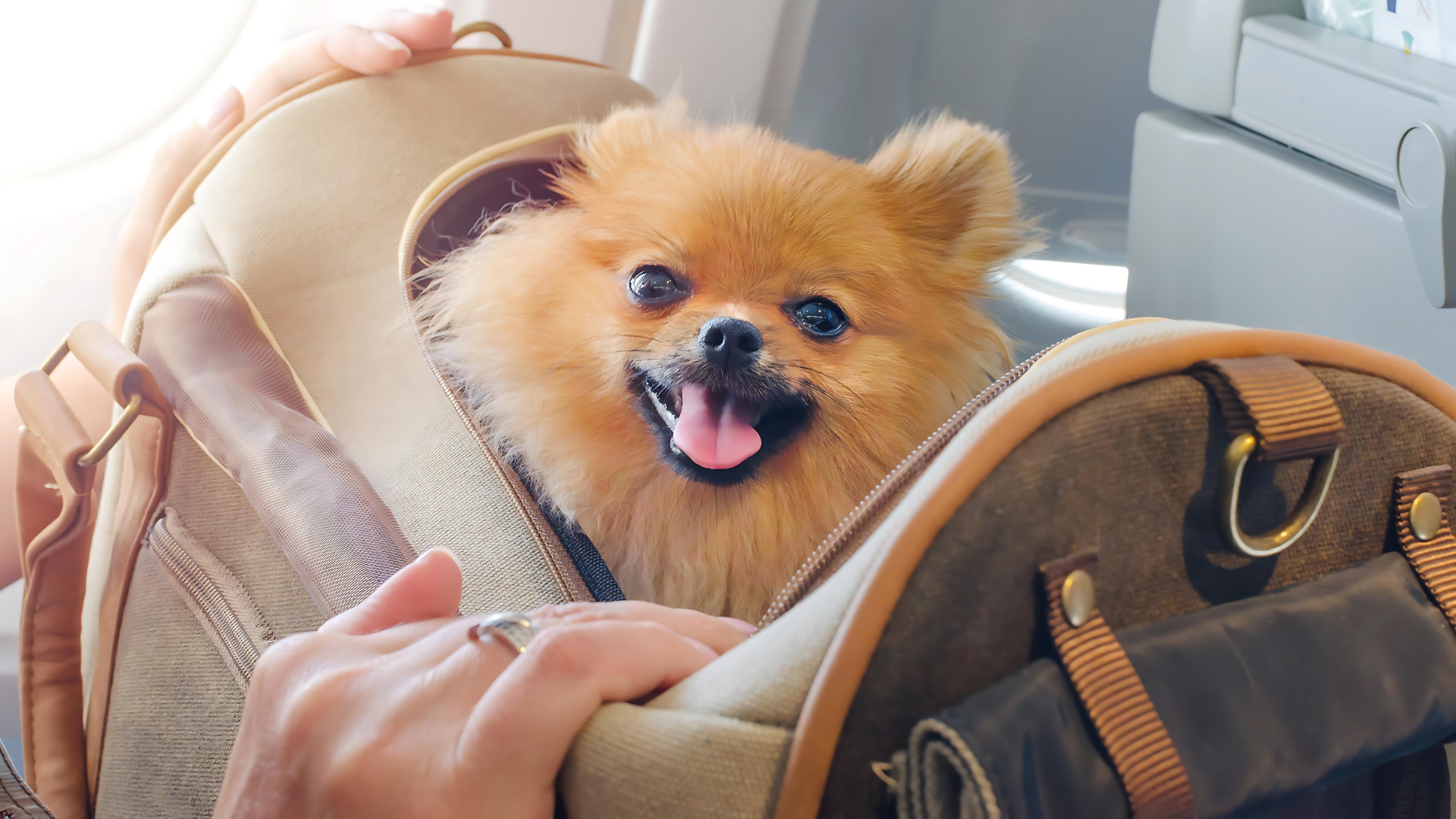 A small dog sitting in a bag in an airplane