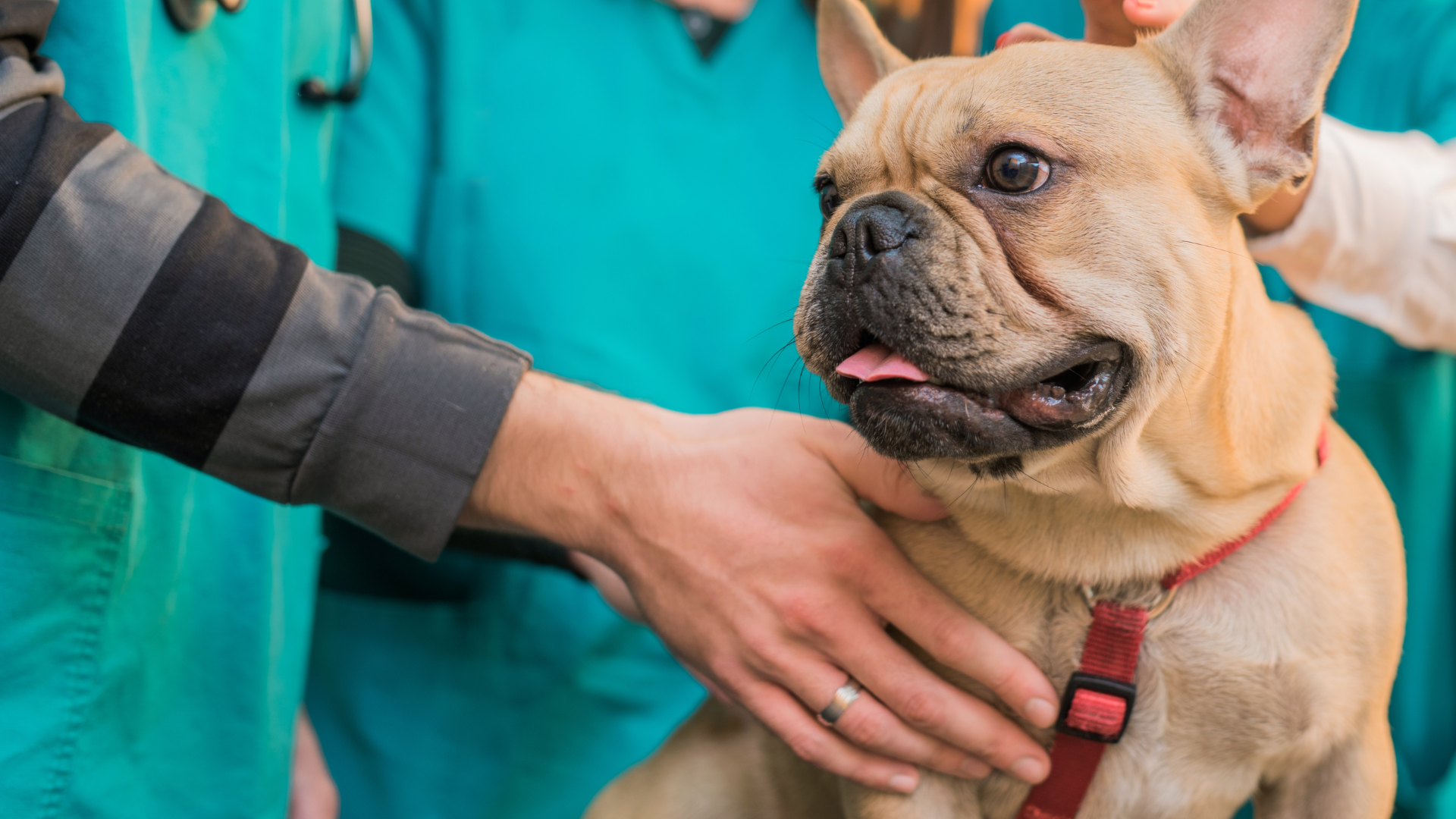 A French Bulldog being examined by multiple veterinarians