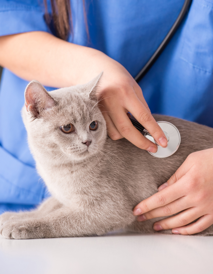 A veterinarian is using a stethoscope to examine a calm gray cat