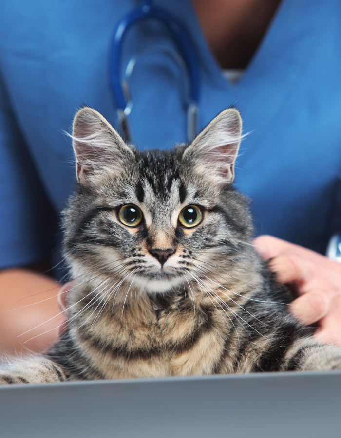 A cat sitting on a table being held by a person