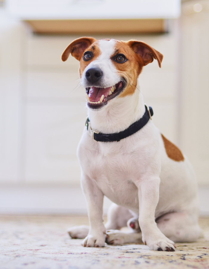 A dog sitting on a rug in a room