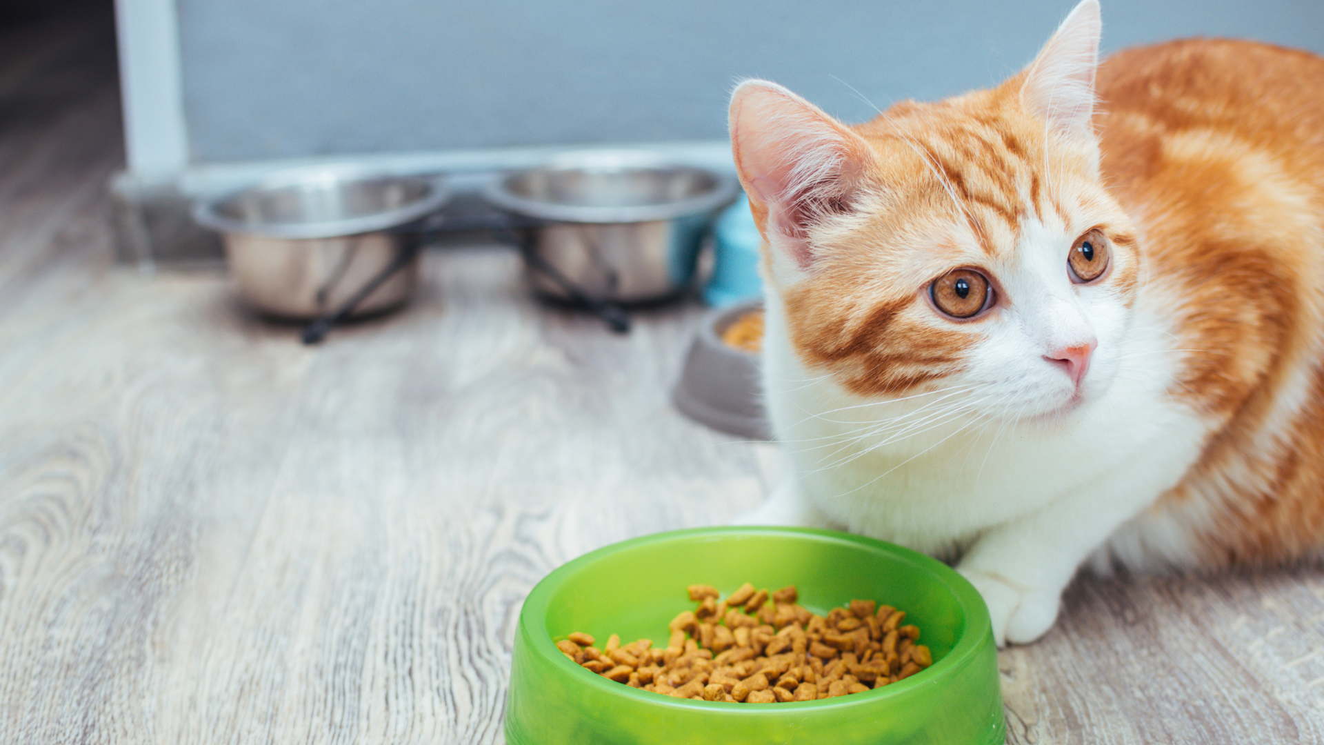 A cat sitting beside a bowl of food on the floor