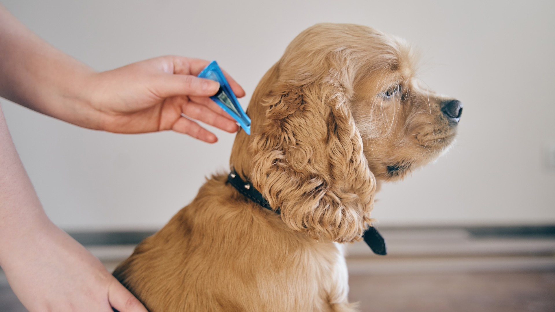 A person giving parasite prevention drops to a dog