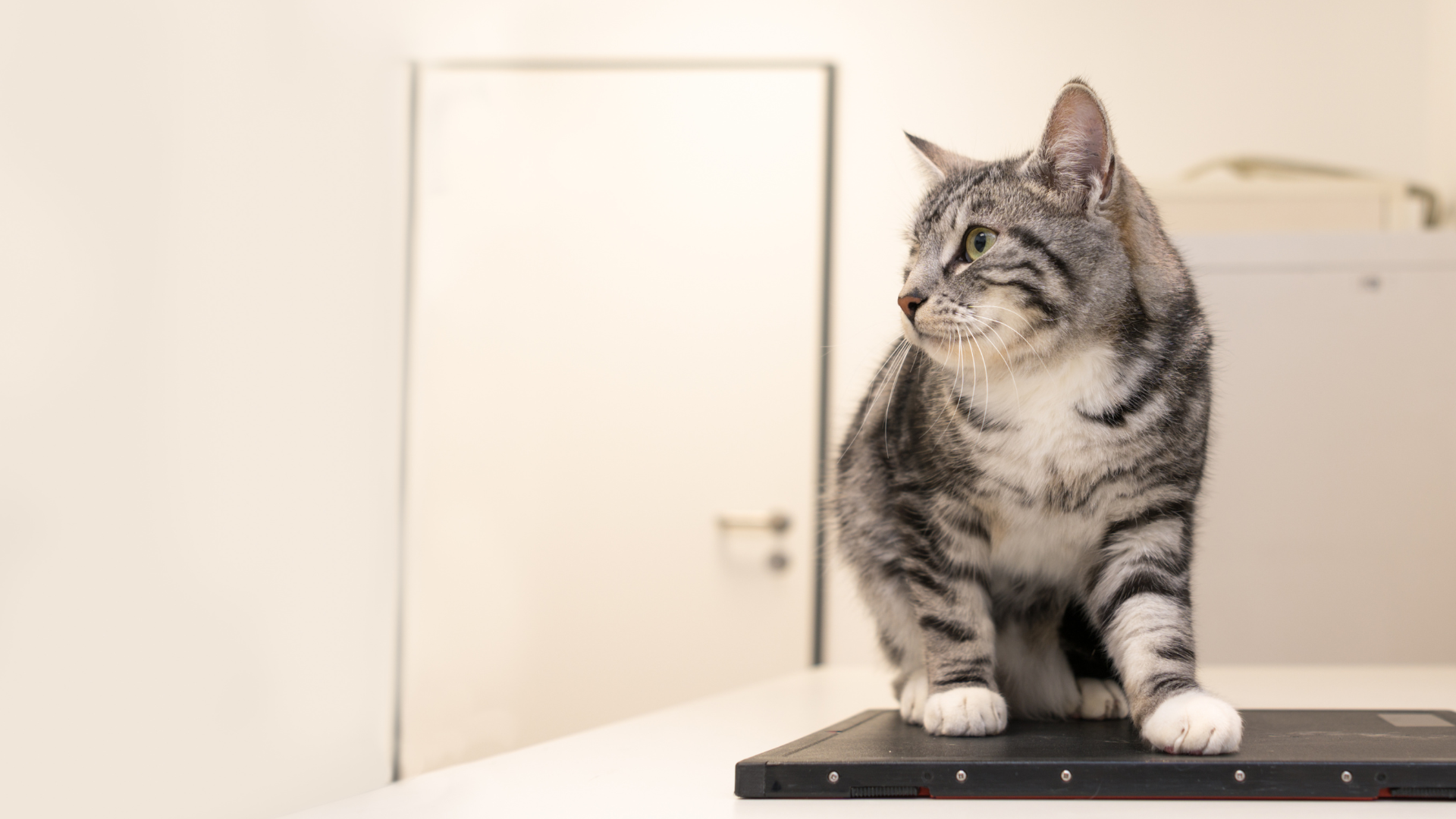 cat in the radiology room