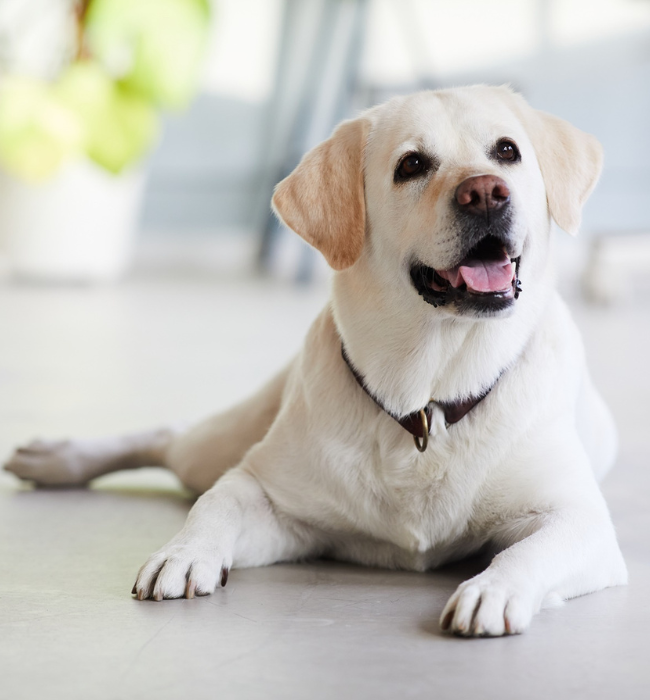 A white labrador dog sitting on the floor