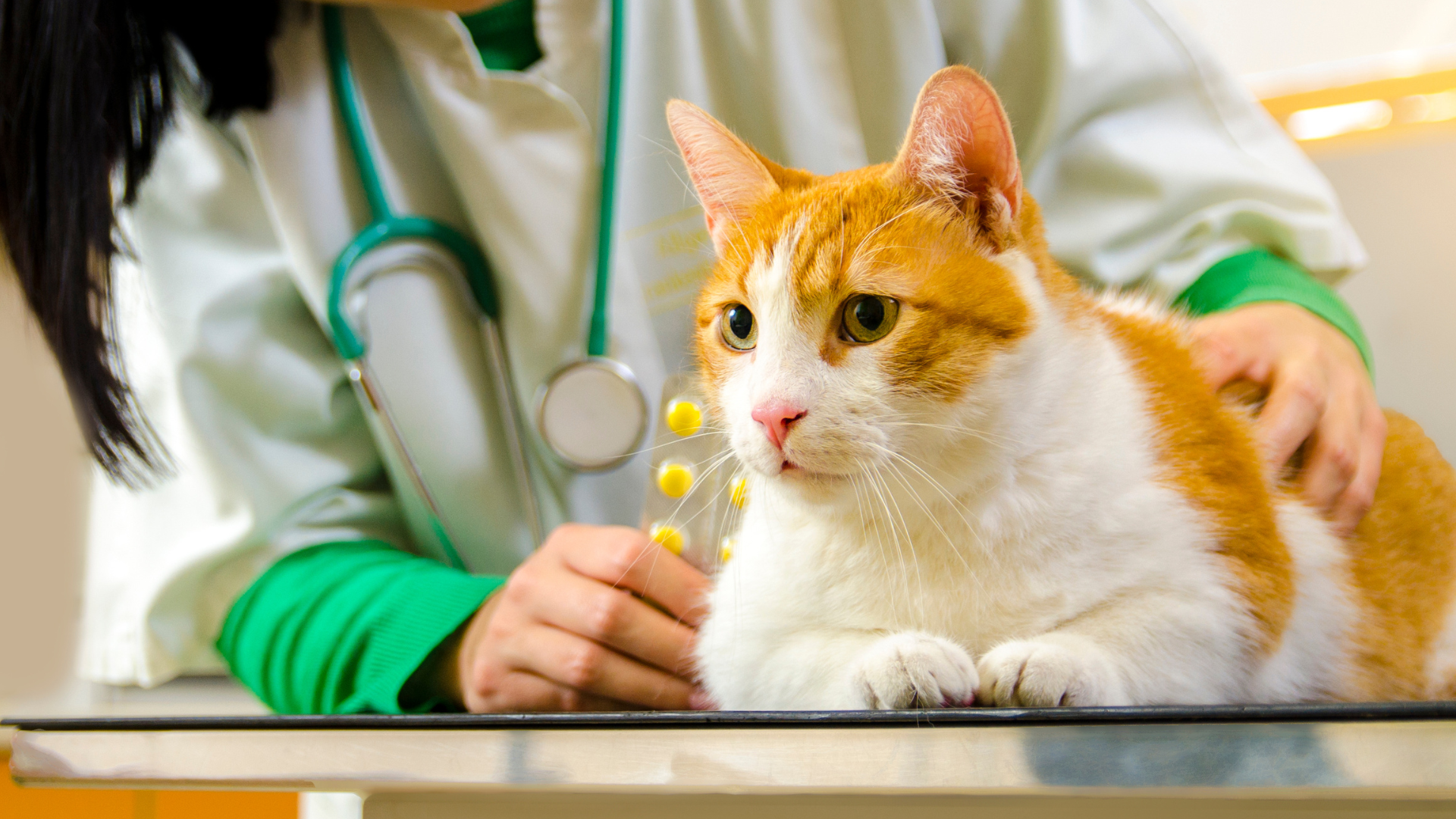 Orange and white cat sitting on an examination table with a vet's hands gently resting on it