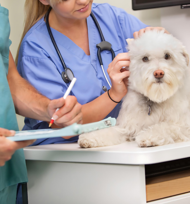 A white dog sitting on a table