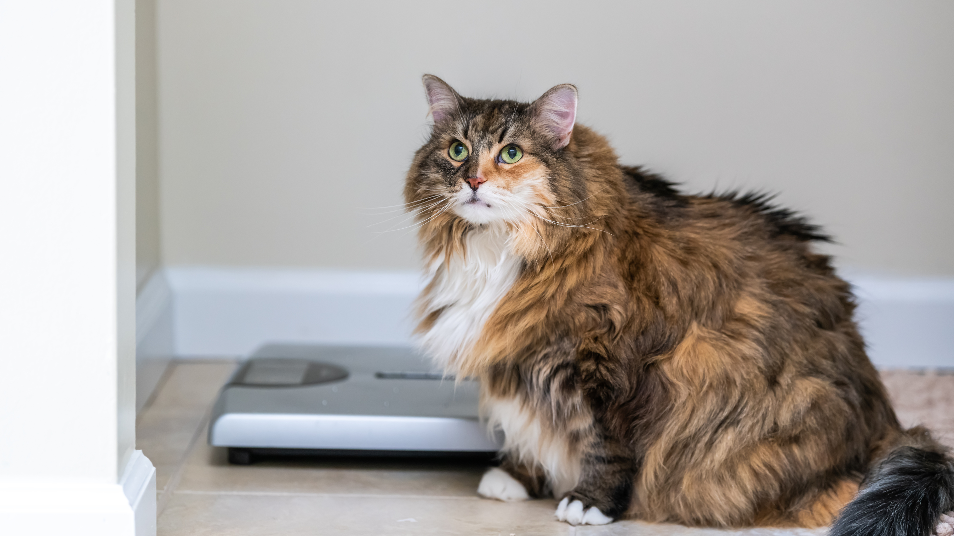 a cat sitting next to the weight check machine on the floor