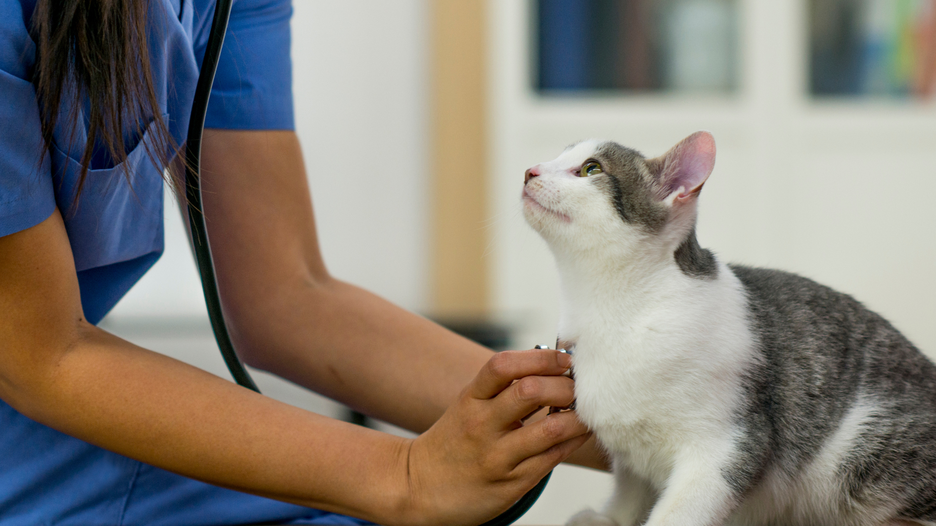 A veterinarian examining a gray and white cat that is looking up at her