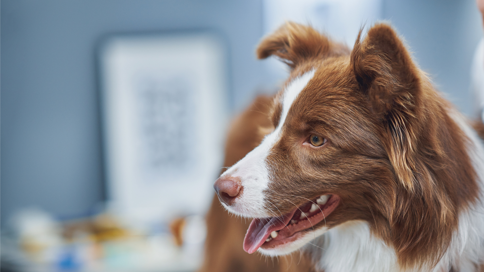 dog sitting in clinic