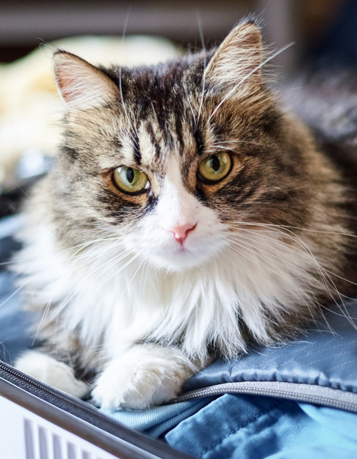 cat sitting on the bag