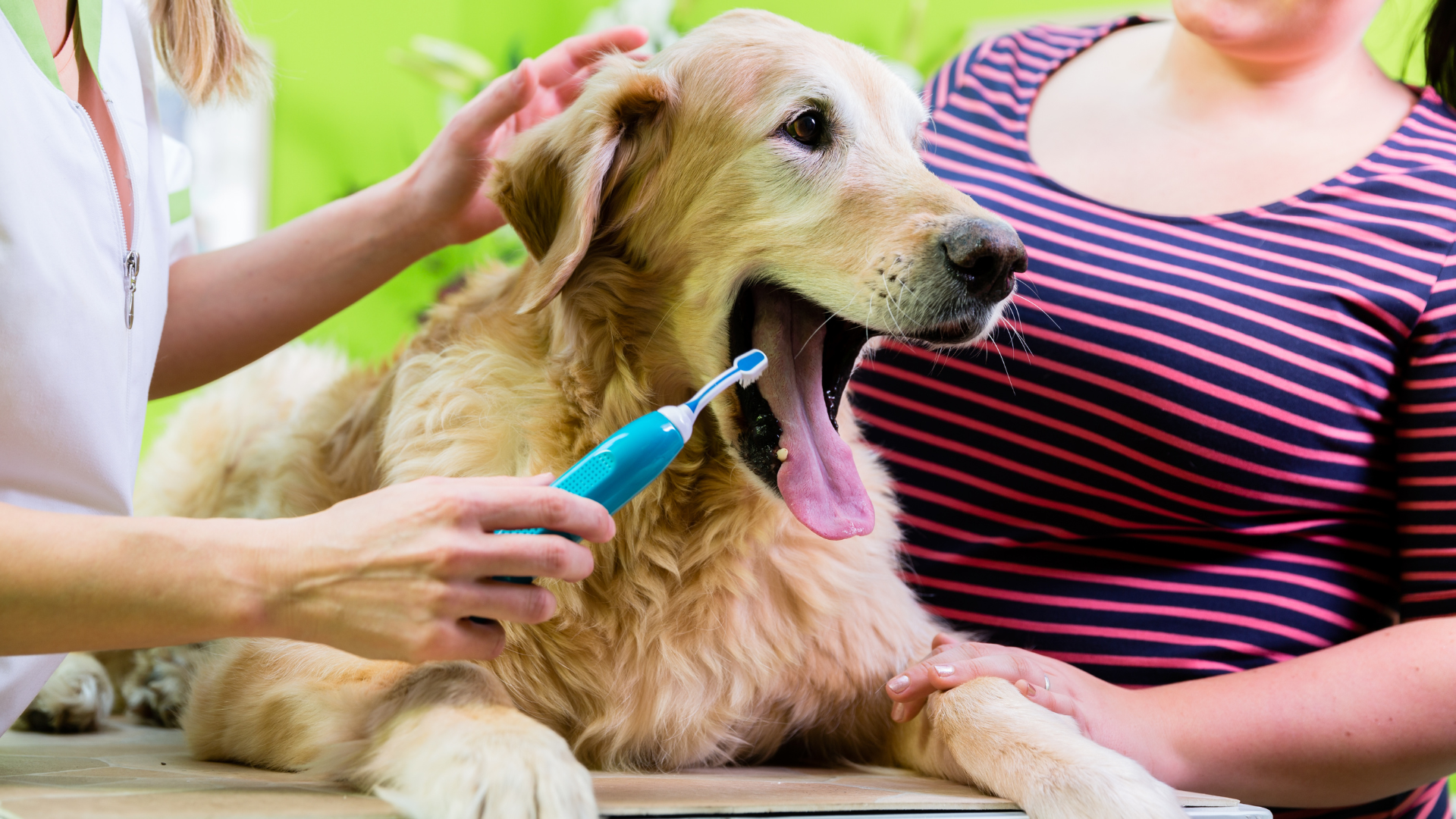 A veterinarian using an electric toothbrush on a golden retriever's teeth