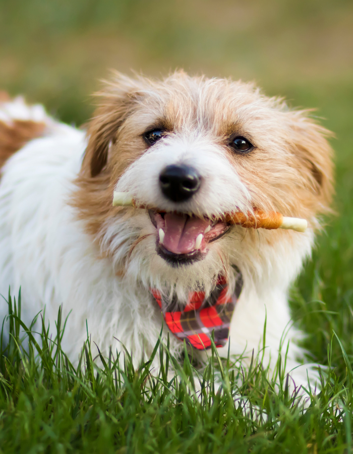 a dog lying on grass with a stick in its mouth