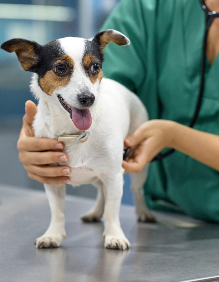 a dog with a tongue out being examined by a veterinarian