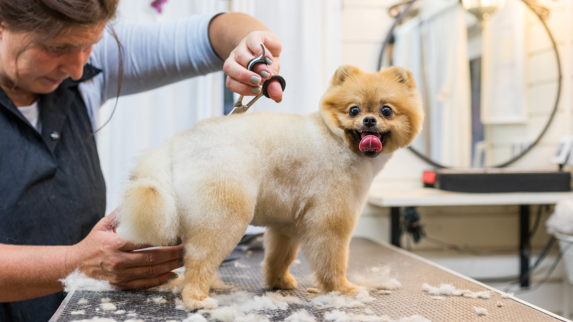 A person carefully trims a fluffy dog