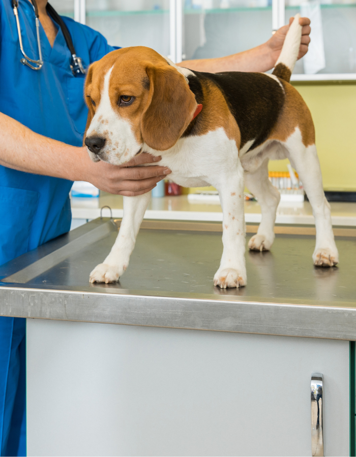 A Beagle dog standing on a stainless steel table at a veterinary clinic