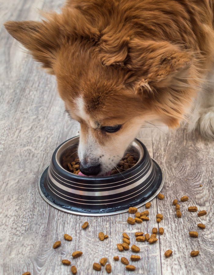 A dog eating from a bowl of food