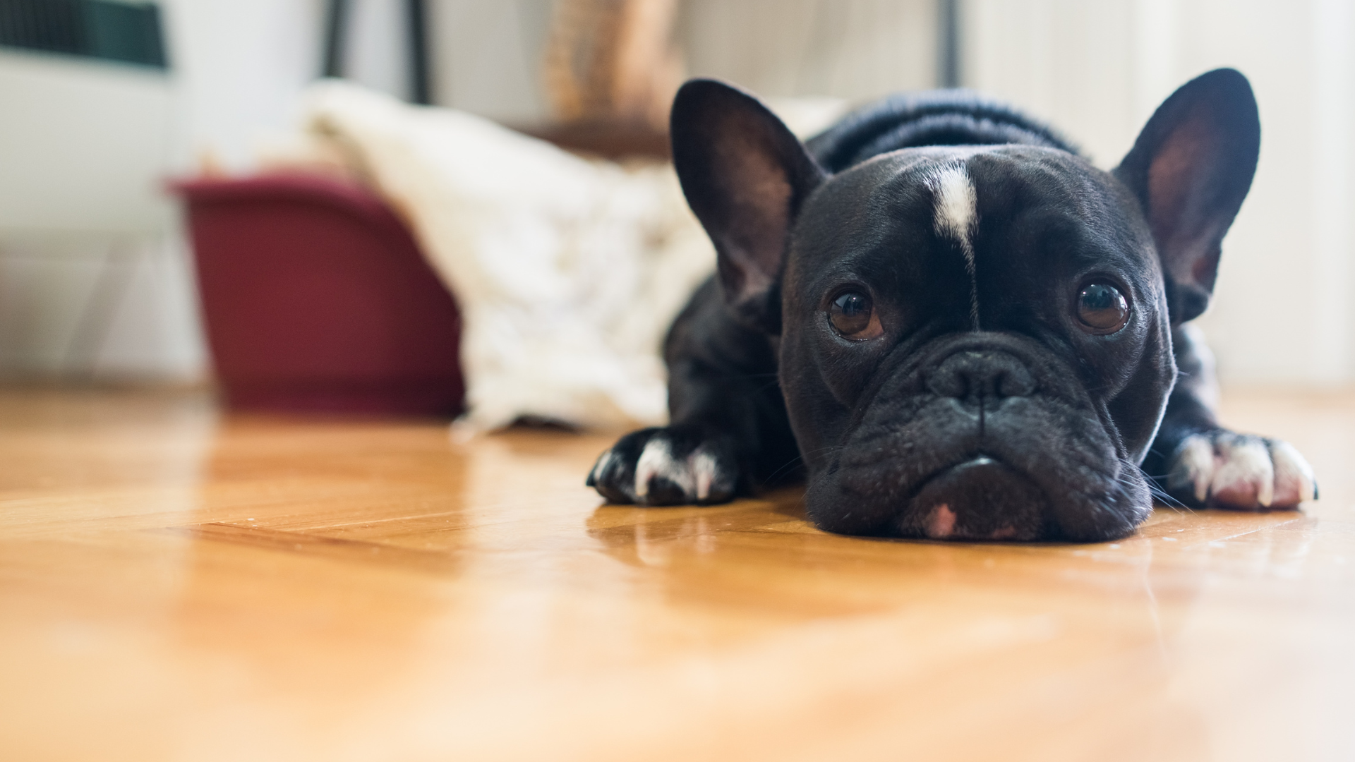 black and white dog lying down on the ground