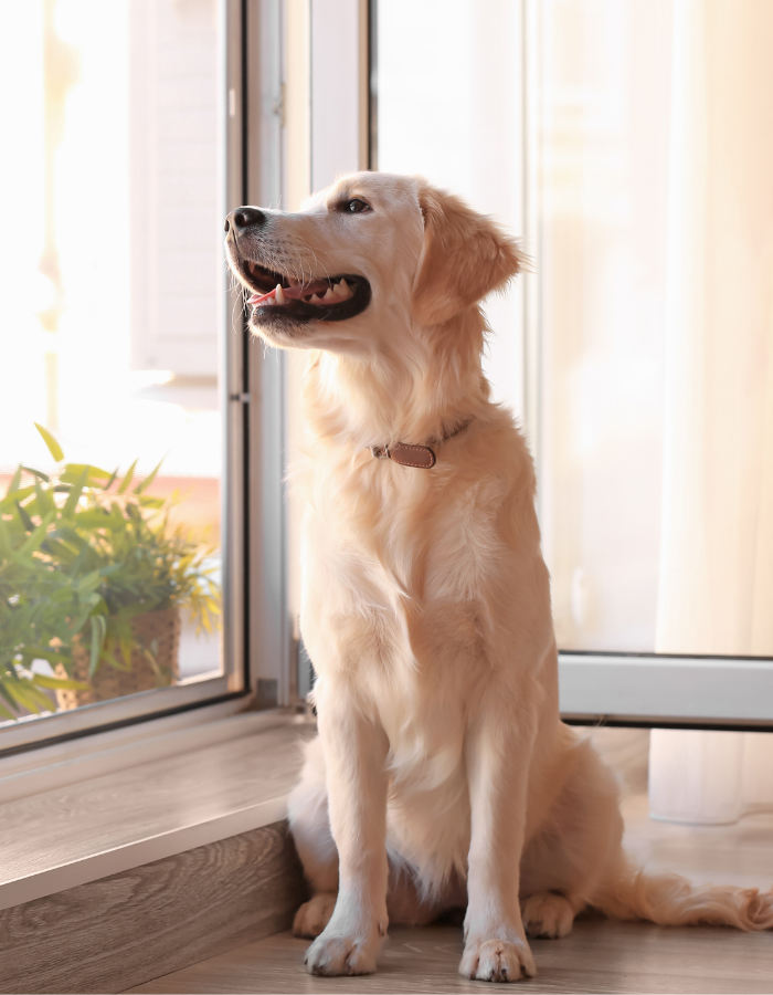 Golden Retriever dog sitting on a floor inside a room