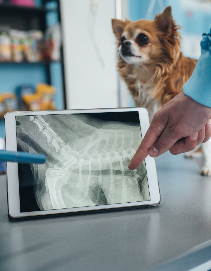 A dog is watching as a person points to its X-ray on a tablet screen