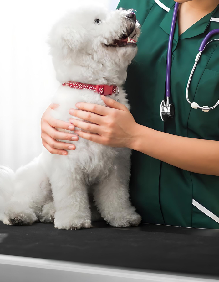 A veterinarian in a green scrubs gently holding a fluffy white dog with a red collar