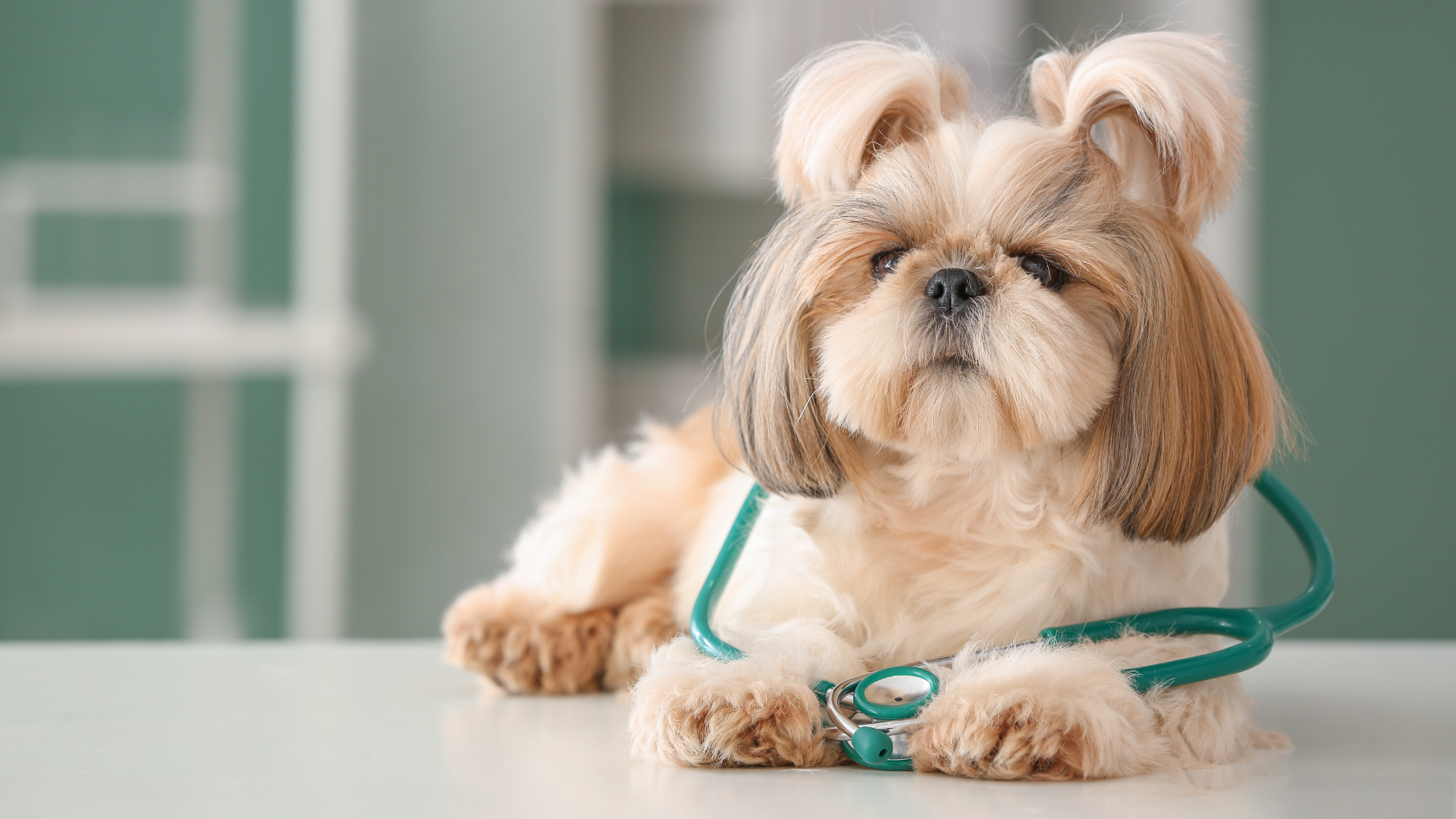 A Shih Tzu dog lying on a table with a stethoscope around its neck